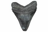 Fossil Megalodon Tooth - South Carolina #367969-1